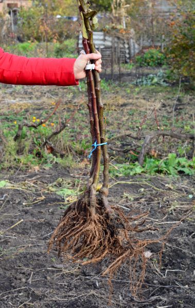 Cost of Shrub Root Removal in South Bend