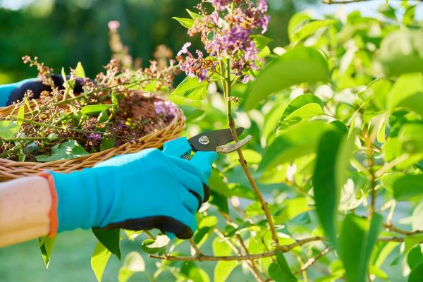Cost of Lilac Trimming Service in South Bend