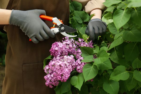 Cost of Lilac Pruning Service in South Bend