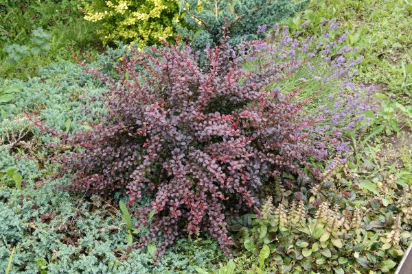 Cost of Japanese Barberry Removal in South Bend