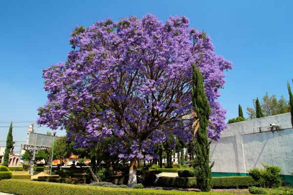 Cost of Jacaranda Pruning in South Bend