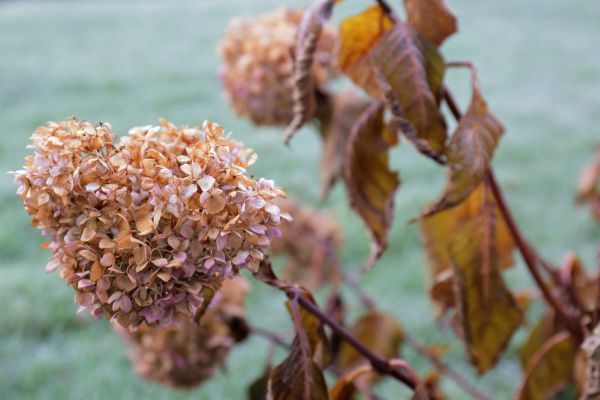 Cost of Hydrangea Removal in South Bend