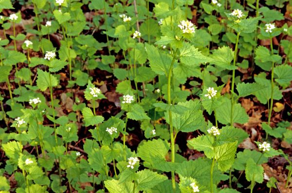 Cost of Garlic Mustard Removal in South Bend