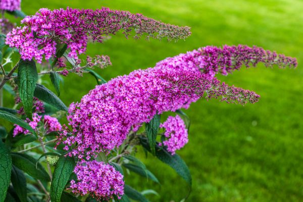 Cost of Butterfly Bush Removal in South Bend