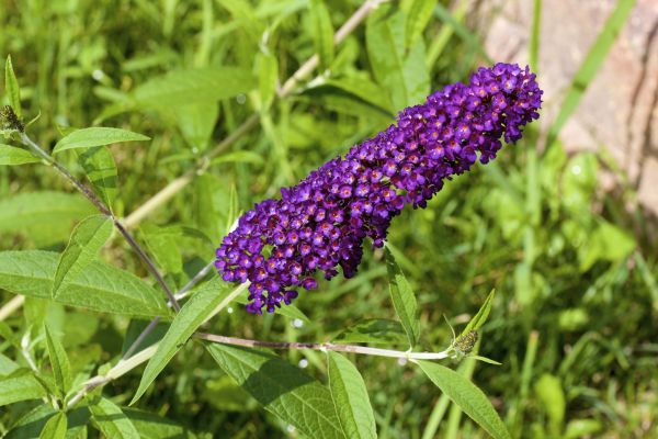 Butterfly Bush Pruning in South Bend
