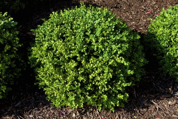 Cost of Boxwood Removal in South Bend