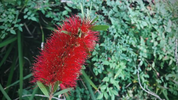 Cost of Bottlebrush Pruning in South Bend