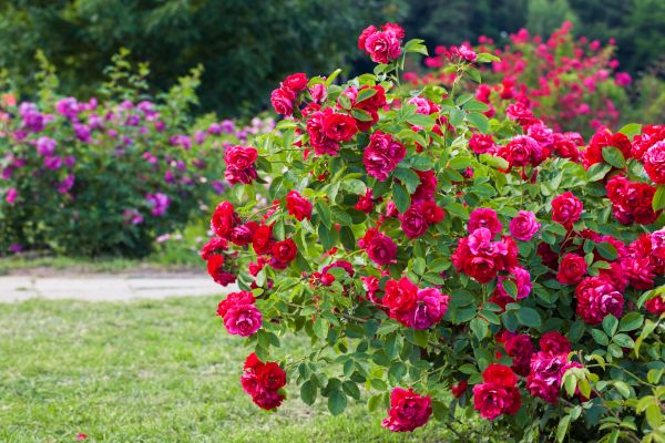Shrub Trimming in South Bend