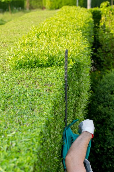 Hedge Trimming in South Bend