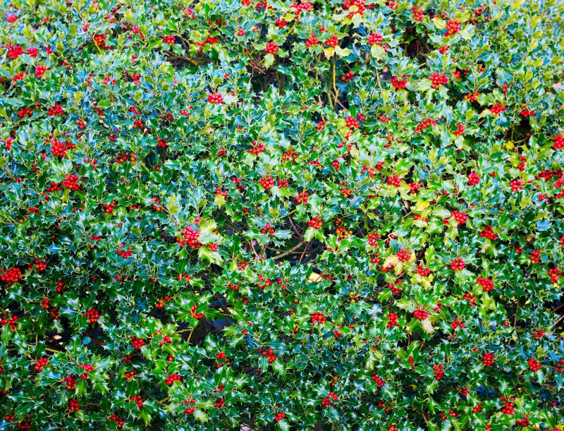 Holly Bushes Trimming